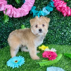 Male Morkie puppy named Truffle for sale at Puppy Dreams - Denton.