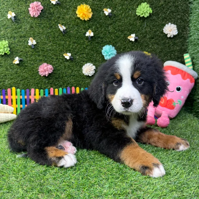 Male Bernese Mountain Dog puppy named Moose for sale at Puppy Dreams - Carrollton.