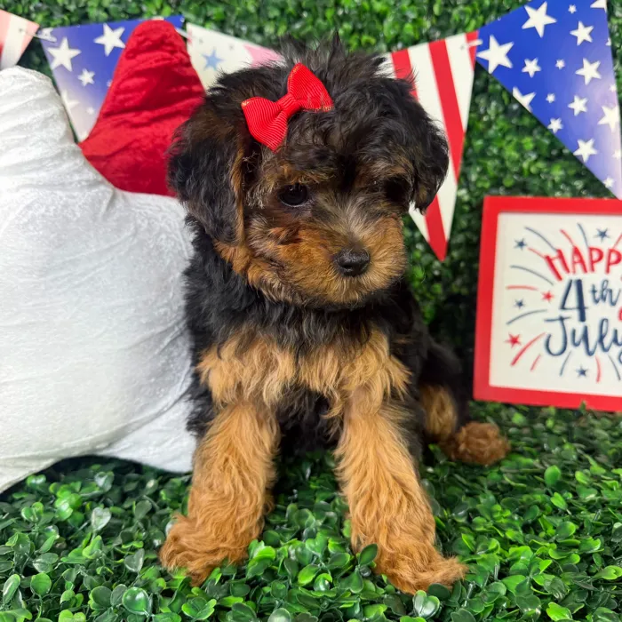 Female Yorkie-Poo puppy named Rosie for sale at Puppy Dreams - North Richland Hills.
