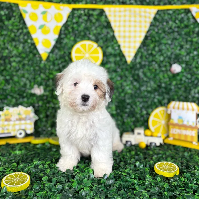 Male Yochon puppy named Tommy for sale at Puppy Dreams - North Richland Hills.