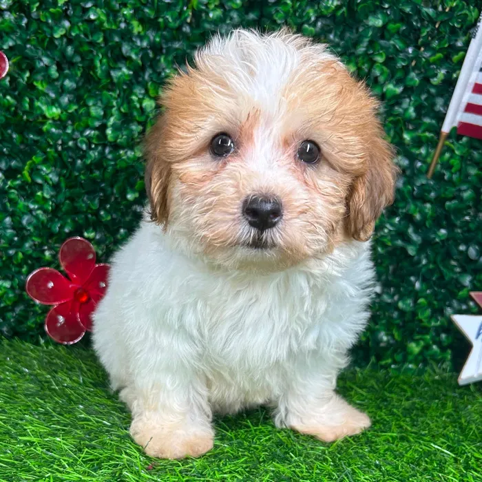 Male Havapoo puppy named *Oatmeal* for sale at Puppy Dreams - Mansfield.