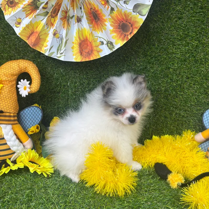 Male Pomeranian puppy named Oreo for sale at Puppy Dreams - Arlington.