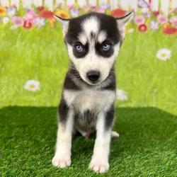 car_main_img_/media/ap_media/pets/TLUXDBOSDDFT142807.webp.250x250_q85.webp