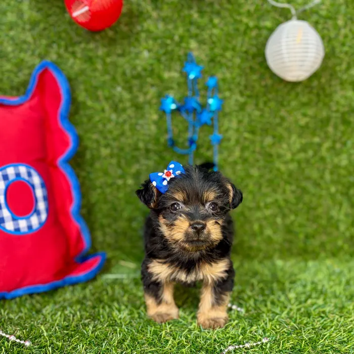 Female Yorkie puppy named Nala for sale at Puppy Dreams - Arlington.