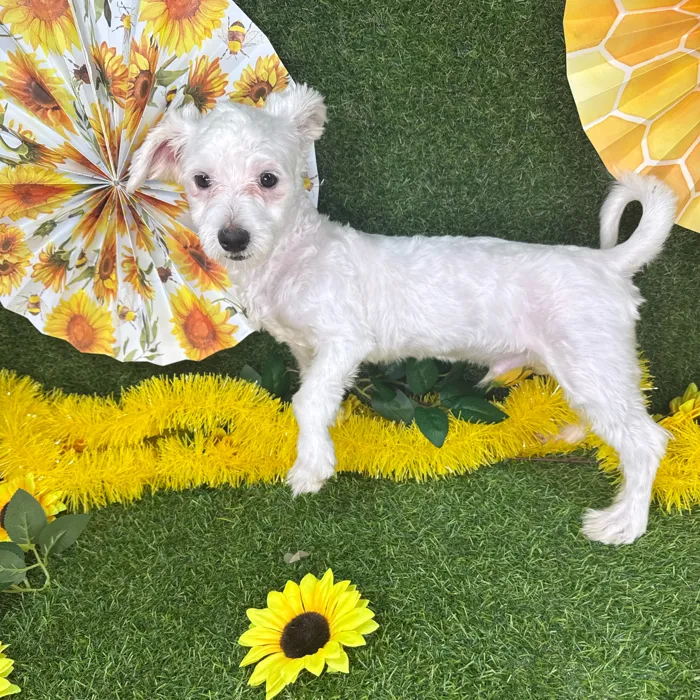 Male Maltese puppy named Harry for sale at Puppy Dreams - Arlington.