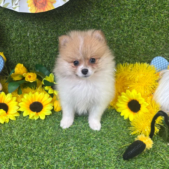 Female Pomeranian puppy named Foxy for sale at Puppy Dreams - Arlington.