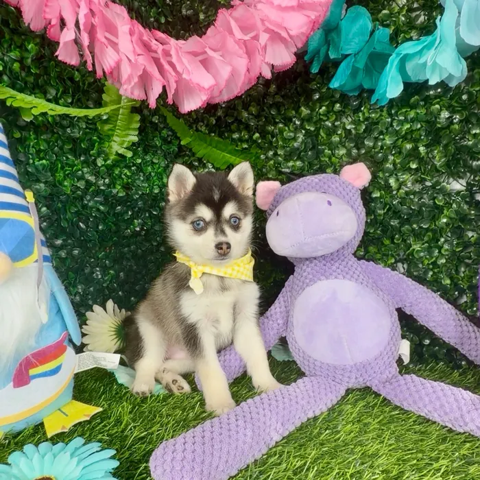 Female Alaskan Klee Kai puppy named Zebra for sale at Puppy Dreams - Denton.