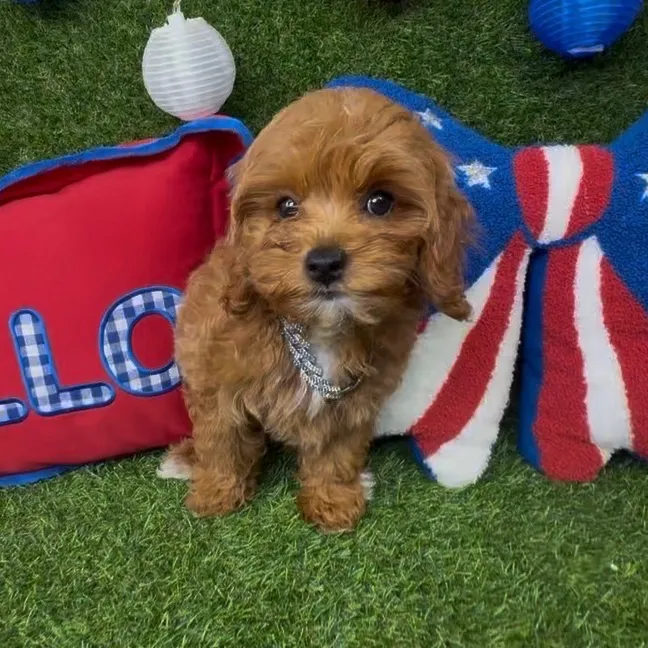 Male Cavapoo puppy named Nugget for sale at Puppy Dreams - Arlington.