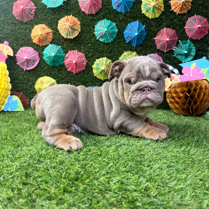 Male English Bulldog puppy named Chubs for sale at Puppy Dreams - Carrollton.