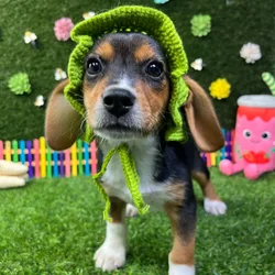 car_main_img_/media/ap_media/pets/TQNQZAQVWVBQ387944.webp.250x250_q85.webp