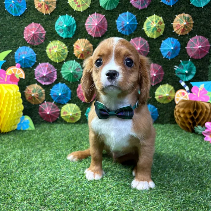 Male Cavalier King Charles Spaniel puppy named Archie for sale at Puppy Dreams - Carrollton.