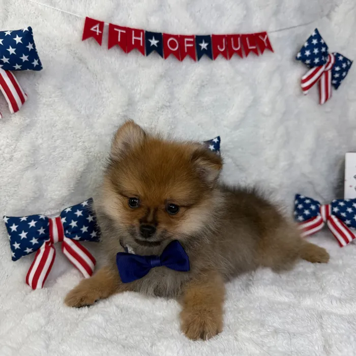 Male Pomeranian puppy named Remy for sale at Puppy Dreams - Garland.