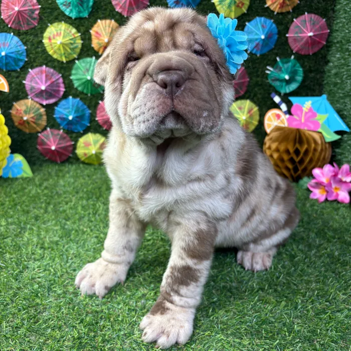 Female Shar Pei puppy named Duchess for sale at Puppy Dreams - Carrollton.