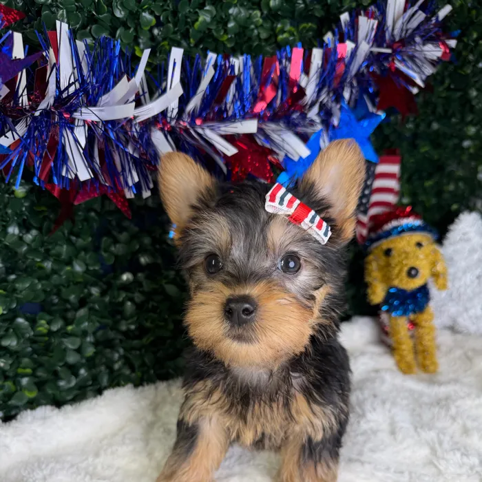 Female Silky Terrier puppy named Millie for sale at Puppy Dreams - Garland.