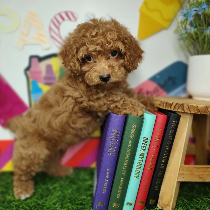 Male Mini Poodle puppy named *Professor Cromwell* for sale at Puppy Dreams - Mansfield.