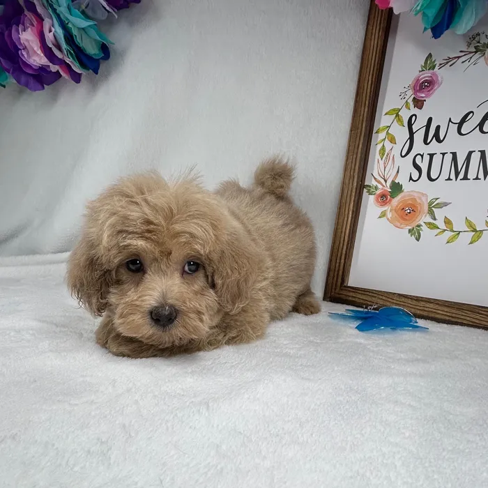 Female Maltipoo puppy named *Gaia* for sale at Puppy Dreams - Mansfield.