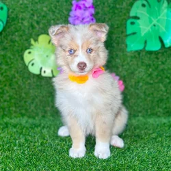 car_main_img_/media/ap_media/pets/TYCGGILCCMNR134238.webp.250x250_q85.webp