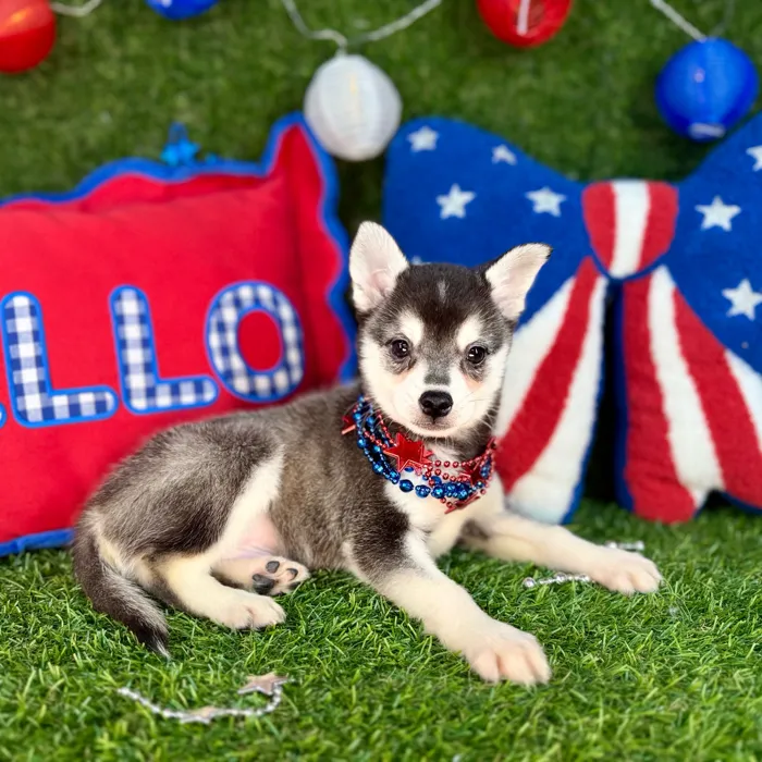 Male Alaskan Klee Kai puppy named Bruce for sale at Puppy Dreams - Arlington.