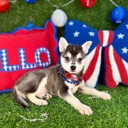 Male Alaskan Klee Kai puppy named Bruce for sale at Puppy Dreams - Arlington.