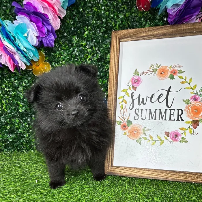 Female Pomeranian puppy named *Abilene* for sale at Puppy Dreams - Mansfield.