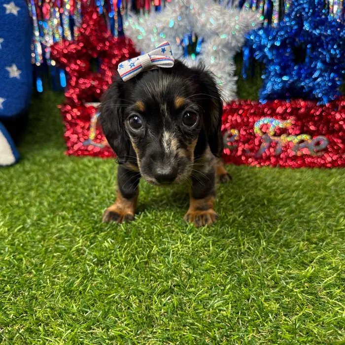 Female Dachshund puppy named Storm for sale at Puppy Dreams - Arlington.