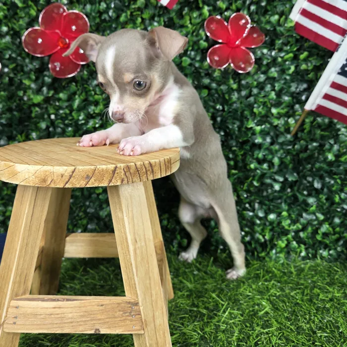 Female Chihuahua puppy named *Churro* for sale at Puppy Dreams - Mansfield.