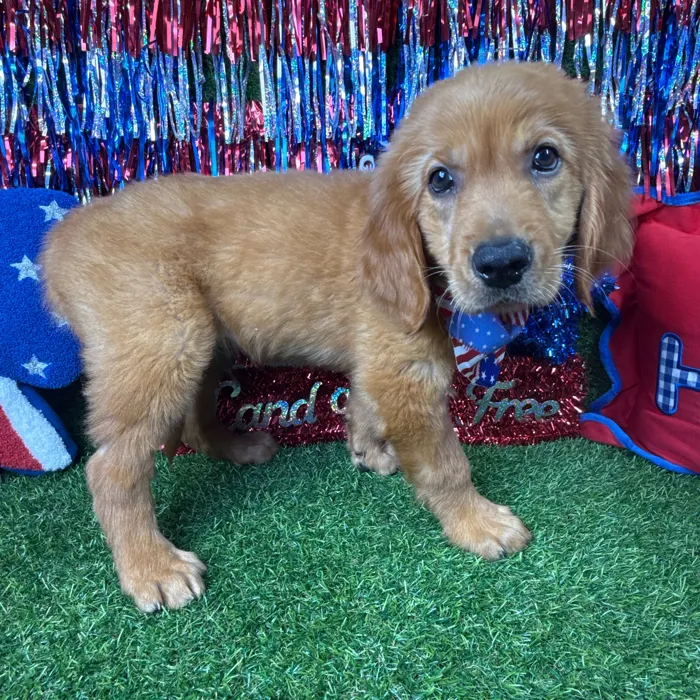 Male Golden Retriever puppy named Wooly for sale at Puppy Dreams - Arlington.