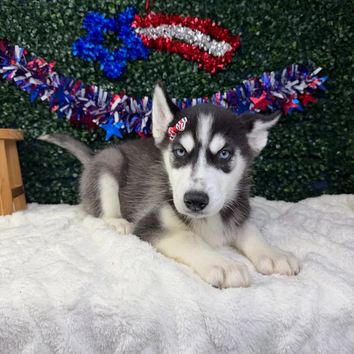 Female Siberian Husky puppy named Blizzard for sale at Puppy Dreams - Garland.