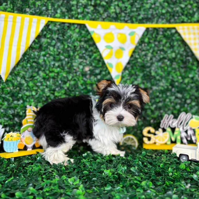 Male Yorkie puppy named Winston for sale at Puppy Dreams - North Richland Hills.
