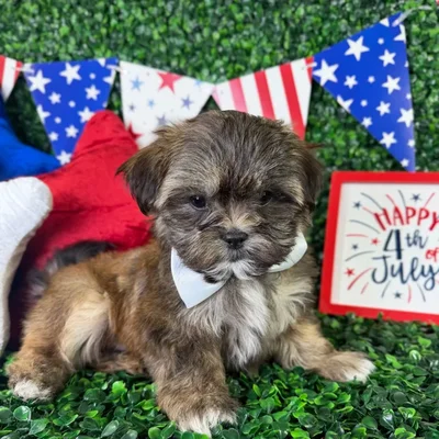 Male Malshi puppy named Mickey for sale at Puppy Dreams - North Richland Hills.