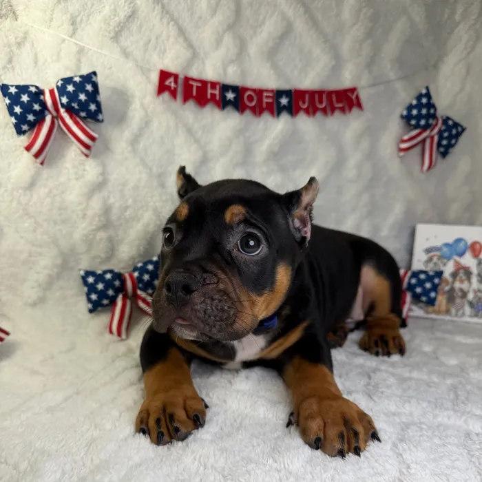 Male American Bully puppy named Legend for sale at Puppy Dreams - Garland.