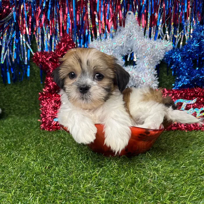 Female Teddy Bear puppy named Mochi for sale at Puppy Dreams - Arlington.