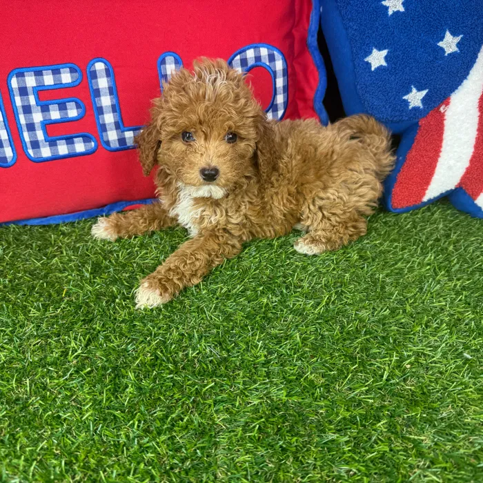 Male Mini Goldendoodle puppy named Puptini for sale at Puppy Dreams - Arlington.