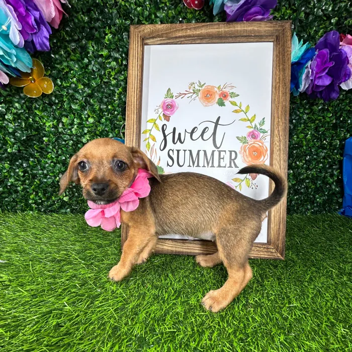 Female Chiweenie puppy named *Venus* for sale at Puppy Dreams - Mansfield.