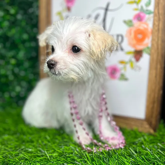 Female Maltese puppy named *Pearl* for sale at Puppy Dreams - Mansfield.
