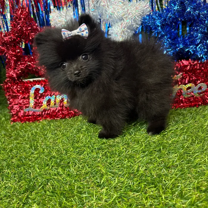 Female Pomeranian puppy named Dumpling for sale at Puppy Dreams - Arlington.