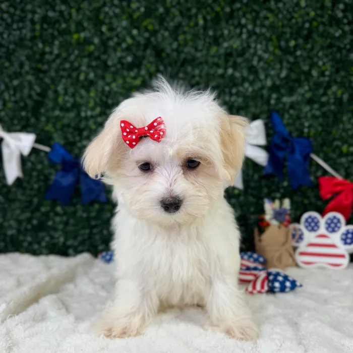 Female Maltese puppy named Blossom for sale at Puppy Dreams - Garland.