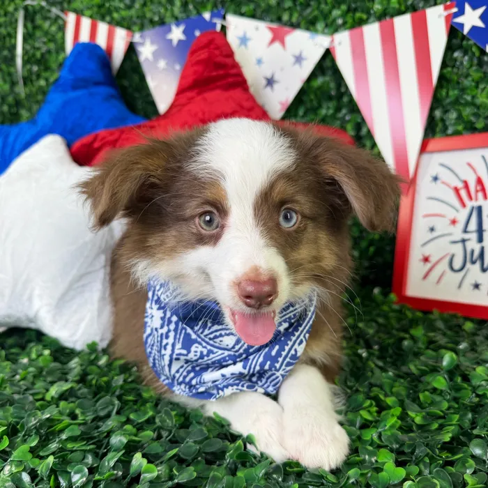 Male Mini Aussie puppy named Benji for sale at Puppy Dreams - North Richland Hills.