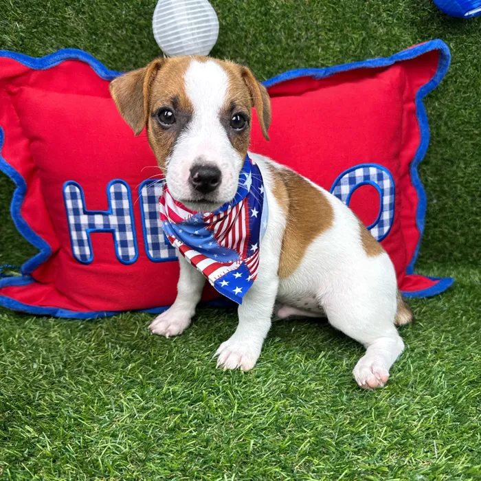 Male Jack Russell Terrier puppy named Resses for sale at Puppy Dreams - Arlington.