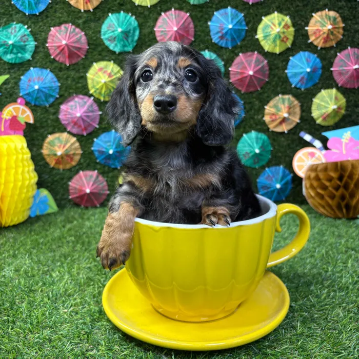Male Dachshund puppy named Peanut for sale at Puppy Dreams - Carrollton.