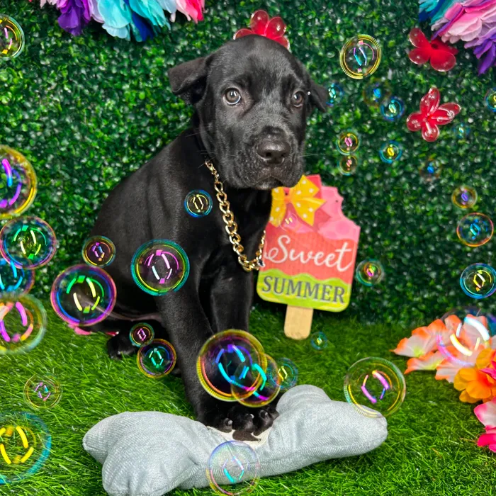 Male Cane Corso puppy named *Barkley* for sale at Puppy Dreams - Mansfield.