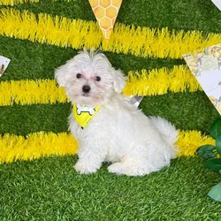 car_main_img_/media/ap_media/pets/UMKZTBBHPMJP389940.webp.250x250_q85.webp