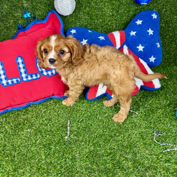 Male Cavalier King Charles Spaniel puppy named Max for sale at Puppy Dreams - Arlington.