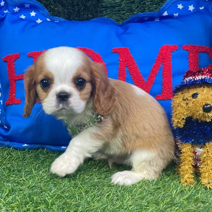 Male Cavalier King Charles Spaniel puppy named Beau for sale at Puppy Dreams - Carrollton.