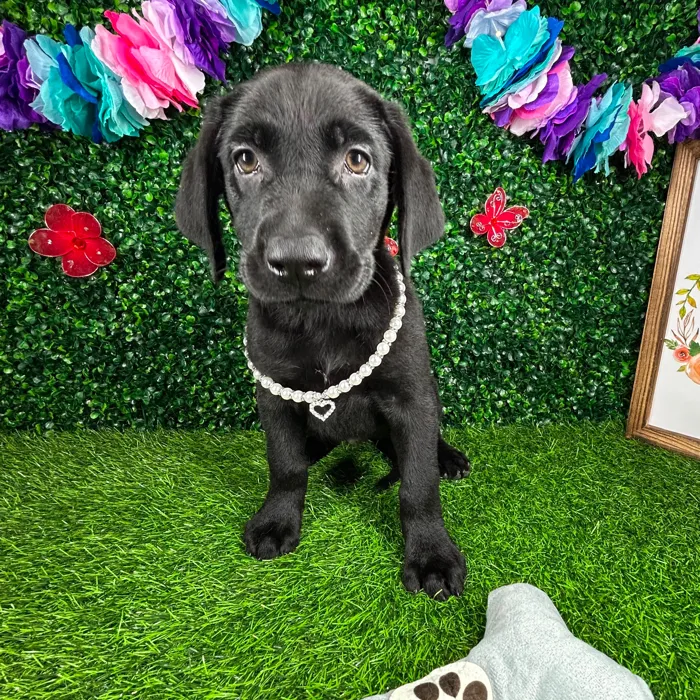 Female Labrador Retriever puppy named *Raven* for sale at Puppy Dreams - Mansfield.