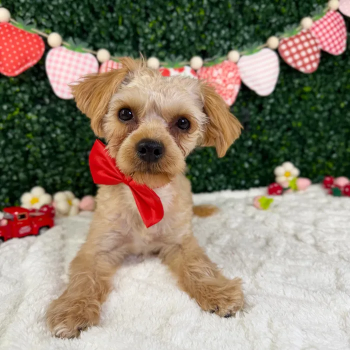 Male Yochon puppy named Rocket for sale at Puppy Dreams - Garland.