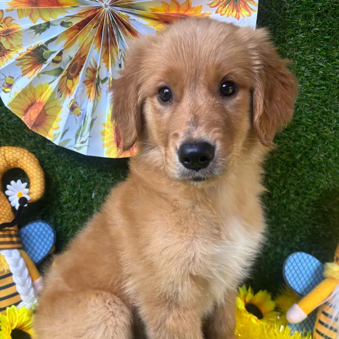 Female Golden Retriever puppy named Bailey for sale at Puppy Dreams - Arlington.