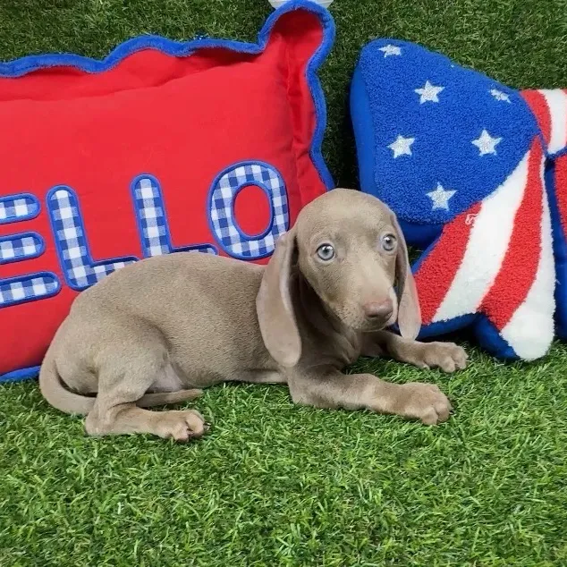 Female Dachshund puppy named Iggy for sale at Puppy Dreams - Arlington.