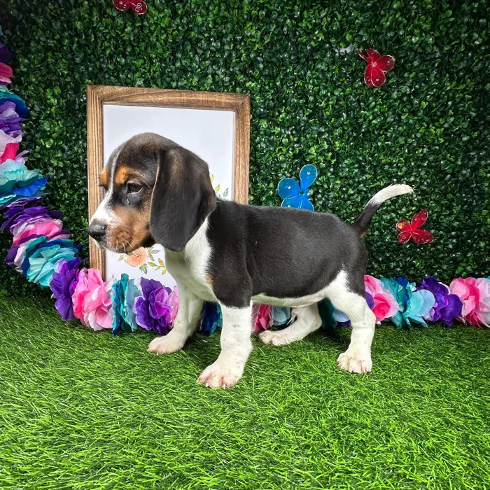 Male Beagle puppy named *Austin* for sale at Puppy Dreams - Mansfield.