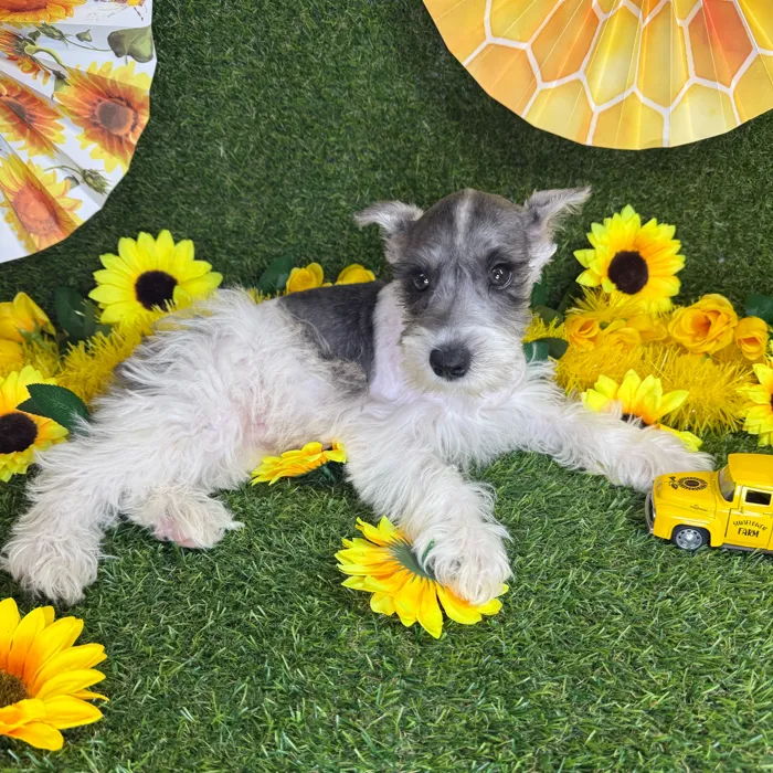 Male Mini Schnauzer puppy named Snickers for sale at Puppy Dreams - Arlington.